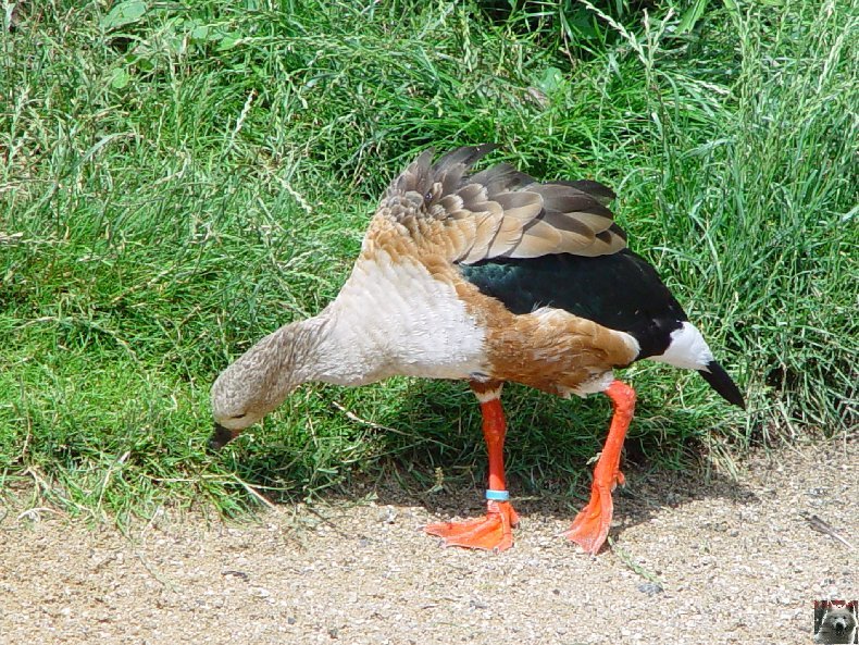 Quelques pensionnaires du Parc ornithologique des Dombes (01) 0011