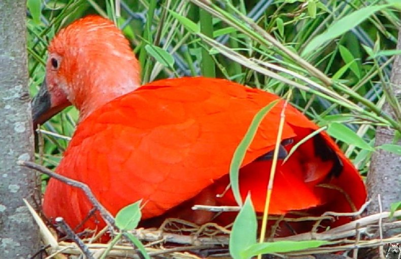 Quelques pensionnaires du Parc ornithologique des Dombes (01) 0014
