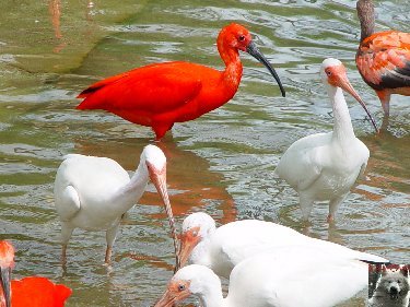 Quelques pensionnaires du Parc ornithologique des Dombes (01) 0016
