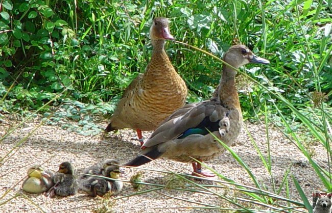 Quelques pensionnaires du Parc ornithologique des Dombes (01) 0017