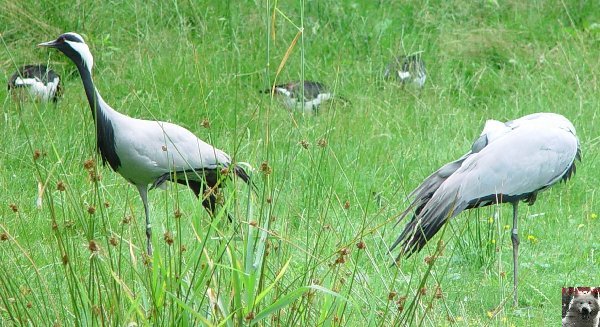 Quelques pensionnaires du Parc ornithologique des Dombes (01) 0021