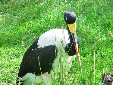 Quelques pensionnaires du Parc ornithologique des Dombes (01) 0026