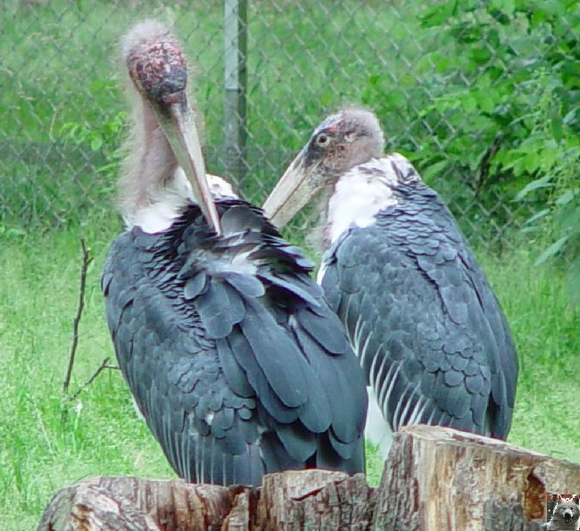 Quelques pensionnaires du Parc ornithologique des Dombes (01) 0027