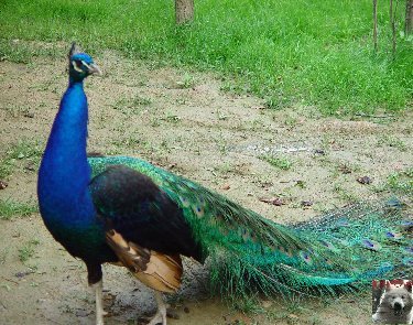 Quelques pensionnaires du Parc ornithologique des Dombes (01) 0028b