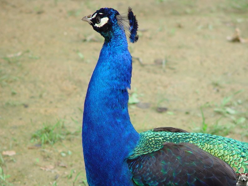 Quelques pensionnaires du Parc ornithologique des Dombes (01) 0028c