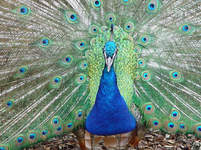 Quelques pensionnaires du Parc ornithologique des Dombes (01) 0030