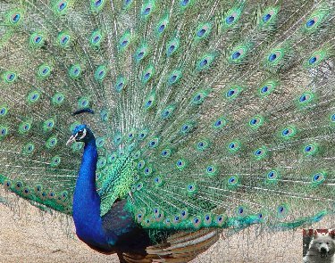 Quelques pensionnaires du Parc ornithologique des Dombes (01) 0032