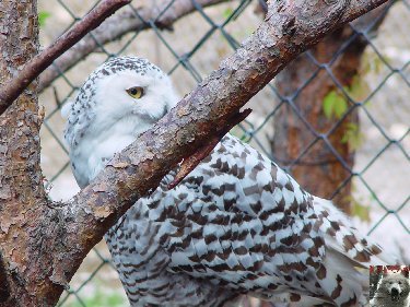Quelques pensionnaires du Parc ornithologique des Dombes (01) 0034