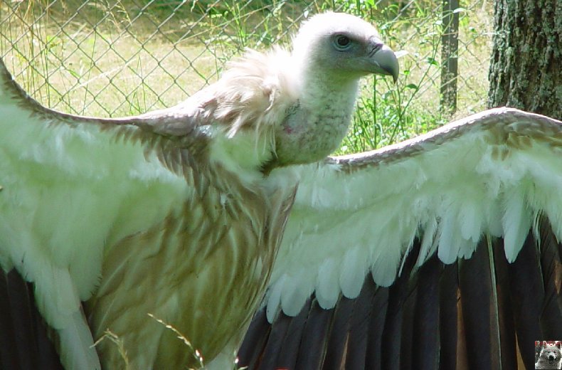 Quelques pensionnaires du Parc ornithologique des Dombes (01) 0045