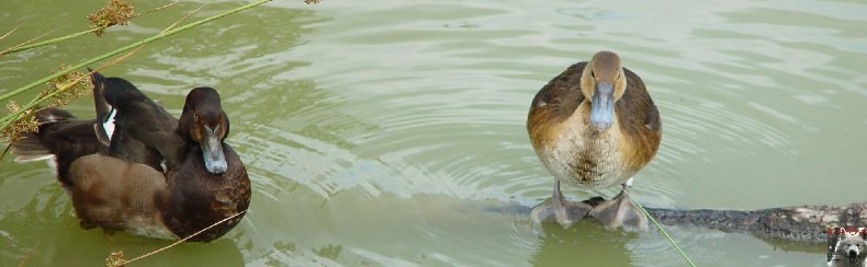 Quelques pensionnaires du Parc ornithologique des Dombes (01) 0046