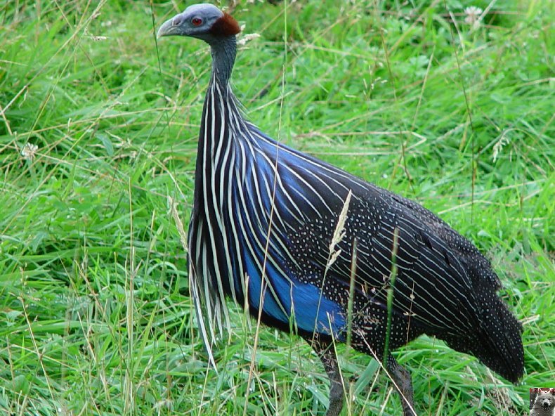 Quelques pensionnaires du Parc ornithologique des Dombes (01) 0047