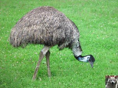 Quelques pensionnaires du Parc ornithologique des Dombes (01) 0049