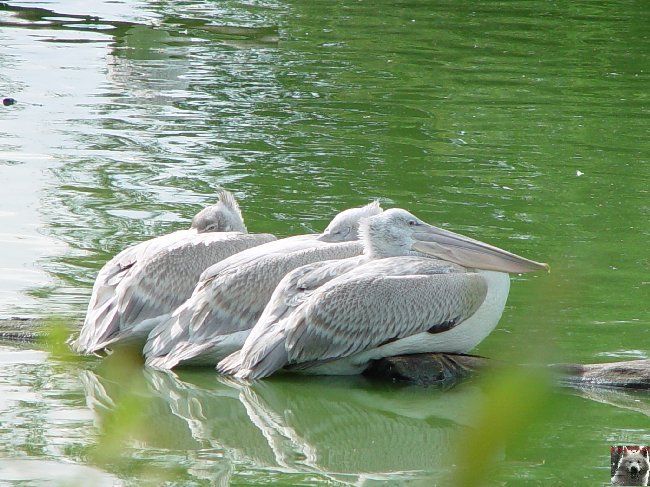 Quelques pensionnaires du Parc ornithologique des Dombes (01) 0052