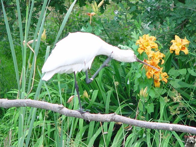 Quelques pensionnaires du Parc ornithologique des Dombes (01) 0053