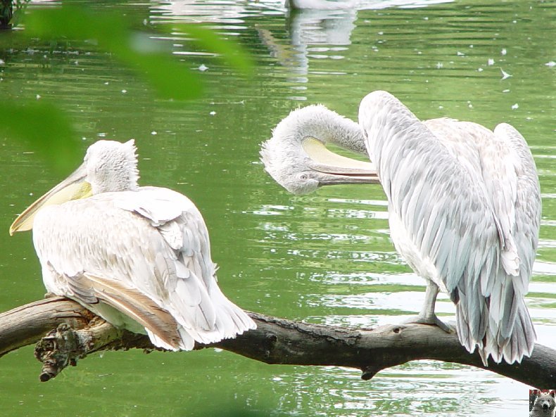 Quelques pensionnaires du Parc ornithologique des Dombes (01) 0054