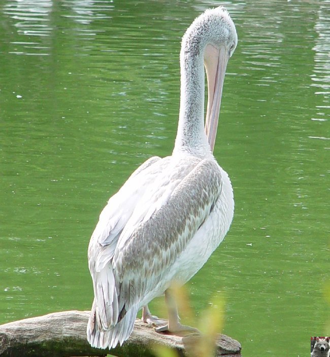 Quelques pensionnaires du Parc ornithologique des Dombes (01) 0055