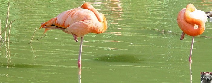 Quelques pensionnaires du Parc ornithologique des Dombes (01) 0057