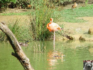 Quelques pensionnaires du Parc ornithologique des Dombes (01) 0059