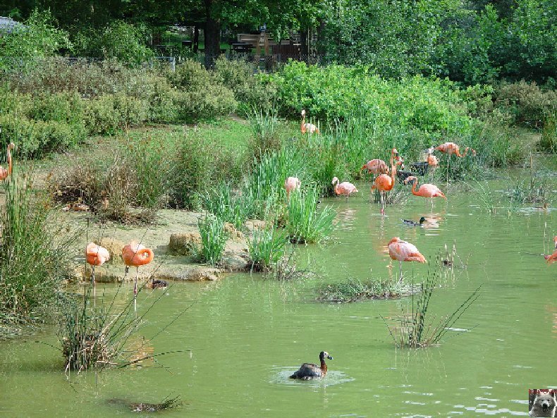 Quelques pensionnaires du Parc ornithologique des Dombes (01) 0060