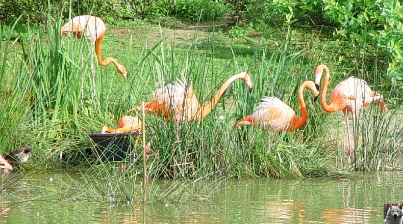 Quelques pensionnaires du Parc ornithologique des Dombes (01) 0061