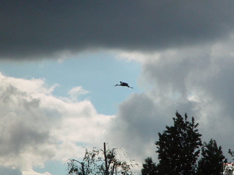 Quelques pensionnaires du Parc ornithologique des Dombes (01) 0063