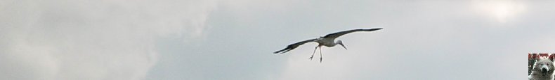 Quelques pensionnaires du Parc ornithologique des Dombes (01) 0064