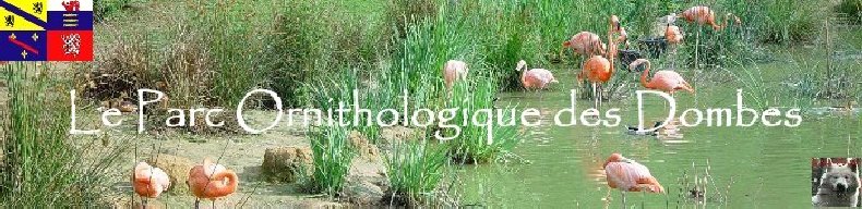 Quelques pensionnaires du Parc ornithologique des Dombes (01) Logo
