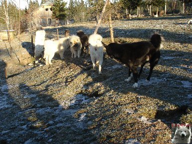 Le parc polaire de Chaux Neuve (25) 0006