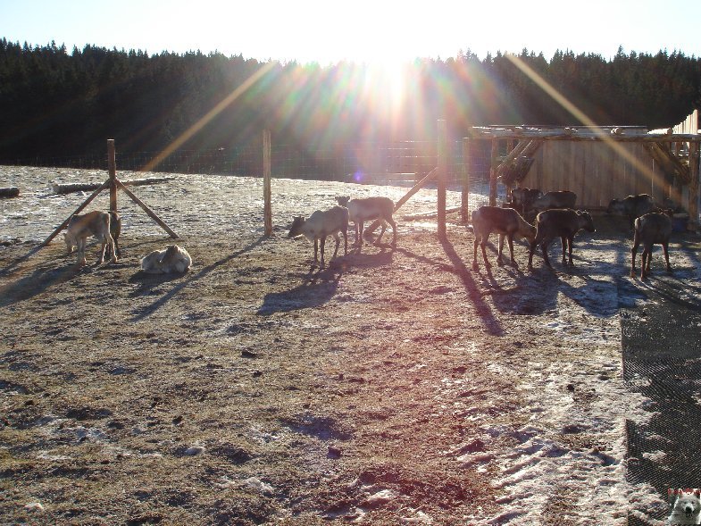 Le parc polaire de Chaux Neuve (25) 0024