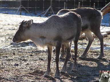 Le parc polaire de Chaux Neuve (25) 0026