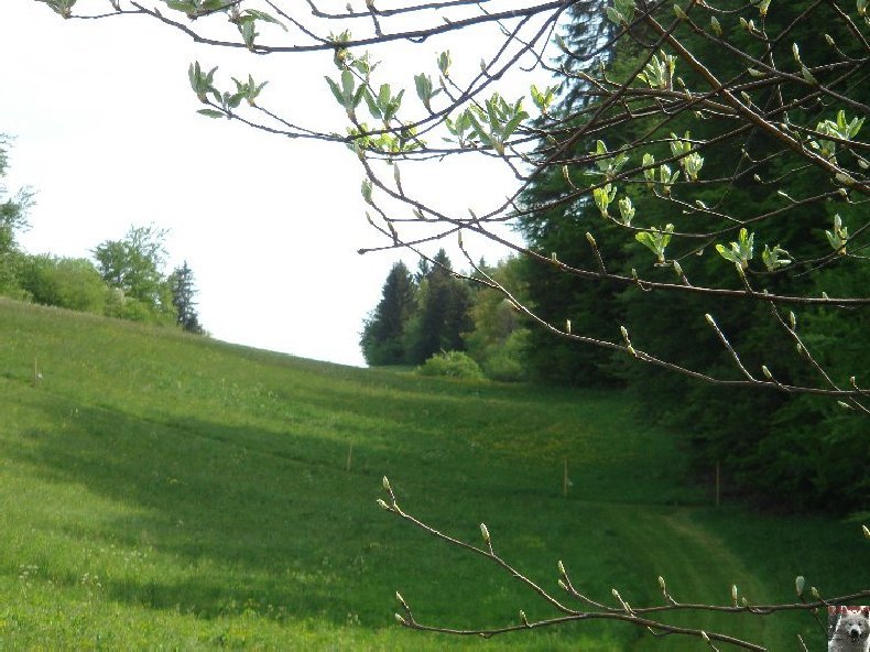 A la découverte de quelques paysages hauts-jurassiens 0039