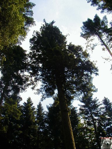 Les Tavaillons dans le Ht-Jura - Les Bouchoux - La Pesse (39 0008