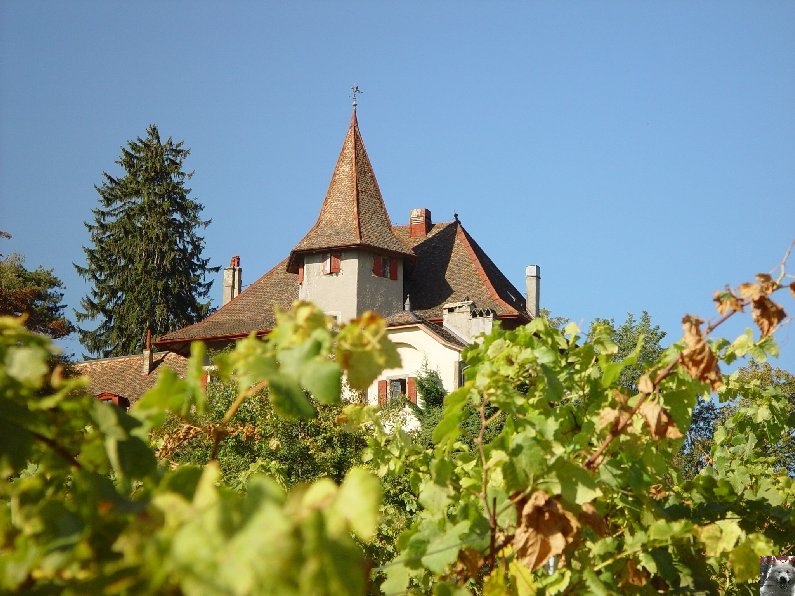 Le vignoble côté Léman (VD) 0001