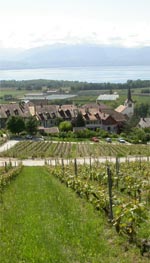 Le vignoble côté Léman (VD) 0003c