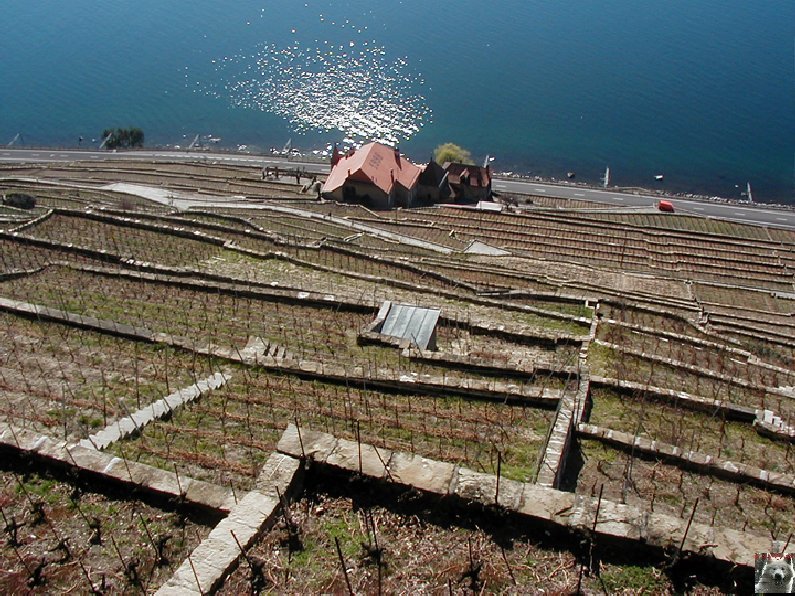 Le vignoble côté Léman (VD) 0006
