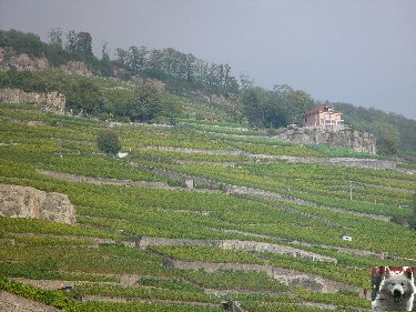 Le vignoble côté Léman (VD) 0012