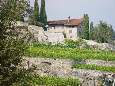 Le vignoble côté Léman (VD) 0014