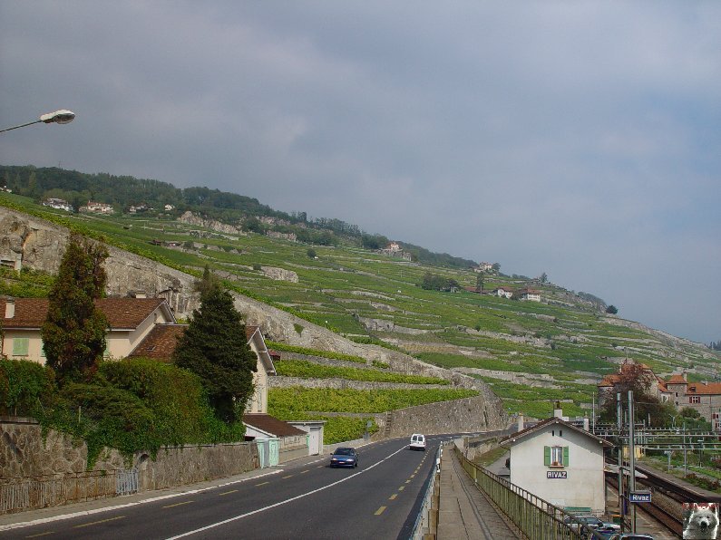 Le vignoble côté Léman (VD) 0015