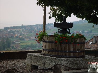 Le vignoble côté Léman (VD) 0022