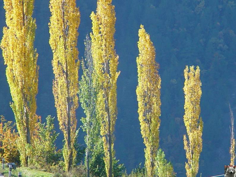 Le Val d'Annivier - Suisse - VS - 15 octobre 2005 0004